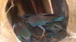 Chicks of European Roller in the nest box